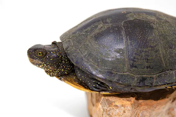 Beyaz arka planda yürüyen bir Avrupa gölet kaplumbağası Emys 'in yan görüntüsü. Koyu kabuk ve sarı benekli deri doğal güzelliğini ve sürüngen yapısını ön plana çıkarıyor..
