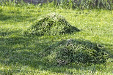 Ağaçların ve çitlerin yakınındaki temiz, yeşil çimlerin üzerinde yeni biçilmiş iki küçük ot yığını. Güneşli bir bahar ya da özel bir bahçede yaz günü. Bahçe bakımı, doğa ve eko-yaşam tarzı kavramı.