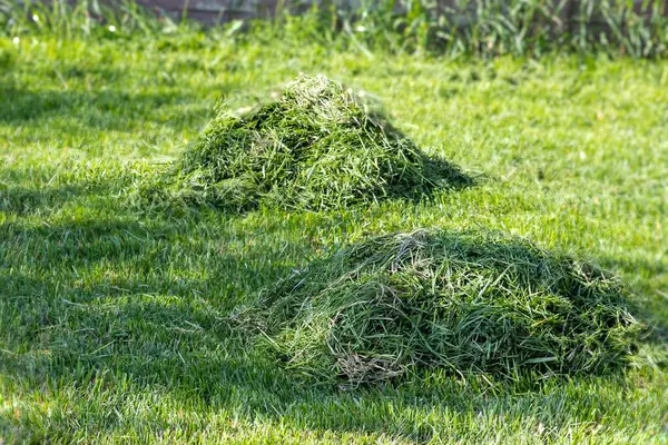 Ağaçların ve çitlerin yakınındaki temiz, yeşil çimlerin üzerinde yeni biçilmiş iki küçük ot yığını. Güneşli bir bahar ya da özel bir bahçede yaz günü. Bahçe bakımı, doğa ve eko-yaşam tarzı kavramı.