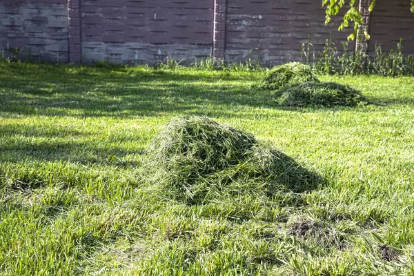 Ağaçların ve çitlerin yakınındaki temiz, yeşil çimlerin üzerinde yeni biçilmiş iki küçük ot yığını. Güneşli bir bahar ya da özel bir bahçede yaz günü. Bahçe bakımı, doğa ve eko-yaşam tarzı kavramı.