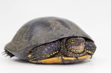 Beyaz bir arka planda Avrupalı gölet kaplumbağası Emys yörünbicularis 'in yakın çekimi. Nesli tükenmekte olan, koyu kabuklu ve sarı noktalı sürüngen türleri, doğa, koruma ve vahşi yaşam konularında faydalıdır..