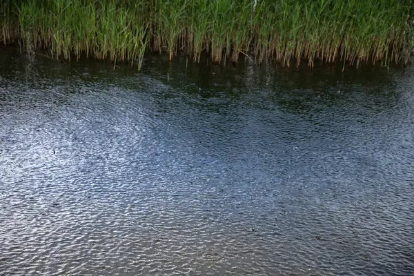 Göl kıyısına düşen yağmurun manzarası yoğun yeşil sazlıklarla kaplıydı. Doğada sakin bir an, ekoloji, sulak alanlar, iklim ve açık hava sükuneti temaları için mükemmel..