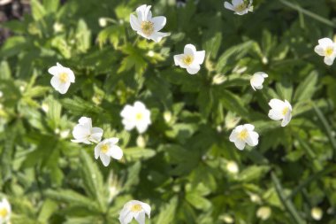 Çiçek açan beyaz şakayık (Anemone sylvestris) grubu taze yeşillik ve toprak arka planına sahip bir bahar bahçesinde doğal olarak büyümektedir. Yenilenmenin ve erken dönem güzelliğinin sembolü.