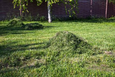 Ağaçların ve çitlerin yakınındaki temiz, yeşil çimlerin üzerinde yeni biçilmiş iki küçük ot yığını. Güneşli bir bahar ya da özel bir bahçede yaz günü. Bahçe bakımı, doğa ve eko-yaşam tarzı kavramı.