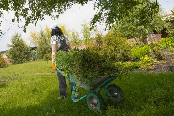 Çizgili tişört ve gri tulumlu gülümseyen kadın bahçıvan yeşil bir arka bahçede budanmış dallar topluyor. Mevsimlik bahçe bakımı, budanma ve sürdürülebilir yaşam kavramı.