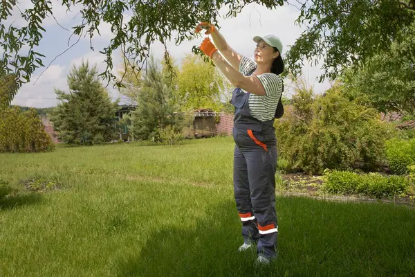 Çizgili gömlekli ve tulumlu bir kadın bahçe bahçesinde ağaç dallarını budama makası kullanarak buduyor. Bahçe işleri, açık hava aktiviteleri ve sürdürülebilir yaşam tarzı konsepti..