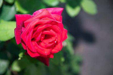 Yumuşak, bulanık arka planda kadife yaprakları ve koyu kenarları olan canlı kırmızı bir gül çiçeğinin yakın çekimi. Doğa, romantizm, çiçek teması, tebrik kartları ya da özgeçmiş için mükemmel..