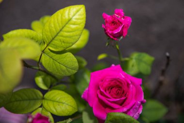 Yeşil yapraklarla çevrili çiçek açan pembe bir gülün doğal bir bahçe ortamında yakın plan çekimi. Parlak çiçek aşkı ve güzelliği simgeler..