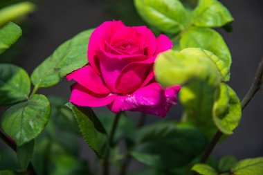 Yeşil yapraklarla çevrili çiçek açan pembe bir gülün doğal bir bahçe ortamında yakın plan çekimi. Parlak çiçek aşkı ve güzelliği simgeler..