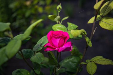 Yeşil yapraklarla çevrili çiçek açan pembe bir gülün doğal bir bahçe ortamında yakın plan çekimi. Parlak çiçek aşkı ve güzelliği simgeler..