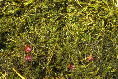 Sudan toplanan taze yeşil yosunların ve su bitkilerinin yakın görüntüsü. Doğal doku, ekolojik, botanik veya çevresel temalar için mükemmel..