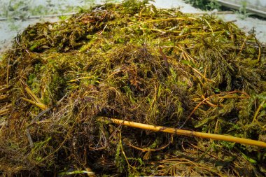 Sudan toplanan taze yeşil yosunların ve su bitkilerinin yakın görüntüsü. Doğal doku, ekolojik, botanik veya çevresel temalar için mükemmel..