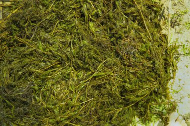 Islak tatlı su yosunları ve su bitkileri doğal bir doku oluşturur. Göl kirliliği, mevsimsel bitki örtüsü ve ekoloji kavramı.