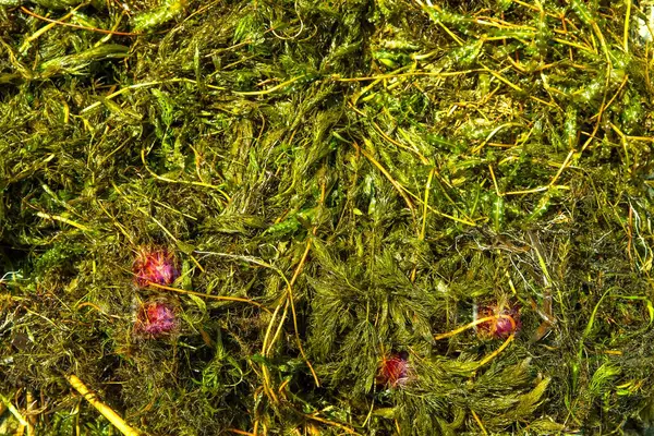Sudan toplanan taze yeşil yosunların ve su bitkilerinin yakın görüntüsü. Doğal doku, ekolojik, botanik veya çevresel temalar için mükemmel..