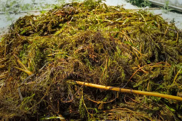 Sudan toplanan taze yeşil yosunların ve su bitkilerinin yakın görüntüsü. Doğal doku, ekolojik, botanik veya çevresel temalar için mükemmel..