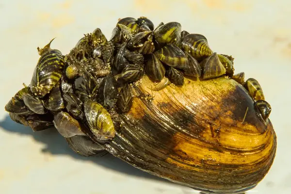 İstilacı zebra midyelerinin yoğun kolonileştirdiği büyük bir tatlı su midyesinin yakın çekimi. Ekolojik sorunlar, suda biyolojik çeşitlilik ve çevresel etki kavramı.