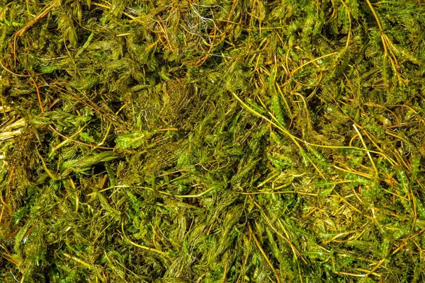 Islak tatlı su yosunları ve su bitkileri doğal bir doku oluşturur. Göl kirliliği, mevsimsel bitki örtüsü ve ekoloji kavramı.