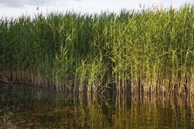 Doğal bir su kütlesinin kenarında büyüyen canlı yeşil sazlıklar su yüzeyinde berrak yansımalarla birlikte. Huzurlu yaz doğa manzarası, rahatlama için ideal, eko temaları, ya da manzara.