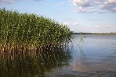 Doğal bir su kütlesinin kenarında büyüyen canlı yeşil sazlıklar su yüzeyinde berrak yansımalarla birlikte. Huzurlu yaz doğa manzarası, rahatlama için ideal, eko temaları, ya da manzara.