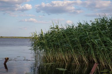 Doğal bir su kütlesinin kenarında büyüyen canlı yeşil sazlıklar su yüzeyinde berrak yansımalarla birlikte. Huzurlu yaz doğa manzarası, rahatlama için ideal, eko temaları, ya da manzara.