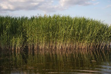 Doğal bir su kütlesinin kenarında büyüyen canlı yeşil sazlıklar su yüzeyinde berrak yansımalarla birlikte. Huzurlu yaz doğa manzarası, rahatlama için ideal, eko temaları, ya da manzara.