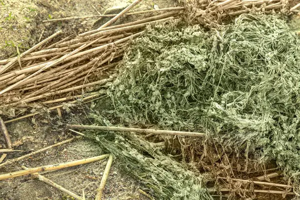 Kurumuş kamış yığınının yakın çekimi ve kumdaki bitki kalıntıları doğal kahverengi ve bej renkler sergiliyor. Ekoloji, çürüme, doku ve doğa temaları için mükemmel..