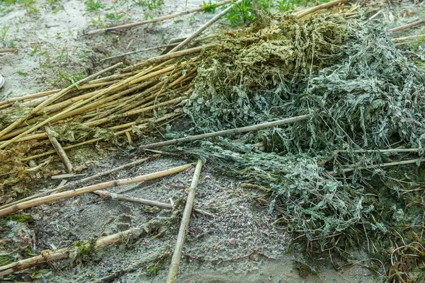 Kurumuş kamış yığınının yakın çekimi ve kumdaki bitki kalıntıları doğal kahverengi ve bej renkler sergiliyor. Ekoloji, çürüme, doku ve doğa temaları için mükemmel..