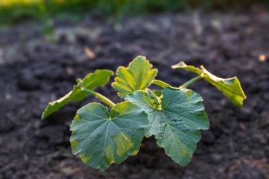 Bahçe toprağında büyüyen büyük yeşil yapraklı genç balkabağı bitkisi. Akşam güneşi taze yeşillikleri vurguluyor. Çiftçilik, organik bahçe ve eko tarım kavramı.