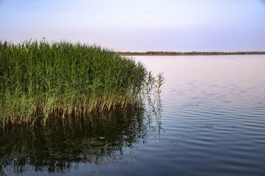 Gün batımında sakin bir gölün kıyısında büyüyen sazlıklar. Yumuşak pembe gökyüzü suya yansıyor. Rahatlama, seyahat ve ekolojik temalar için huzurlu doğa sahnesi..
