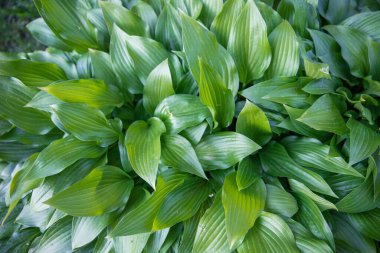 Yeşilli yeşil hosta yapraklarının yakın çekimi yoğun bir doğal desen oluşturuyor. Dekoratif bahçe bitkisi ve desenli yapraklar. Arkaplan, eko temaları ve botanik tasarımı için ideal.