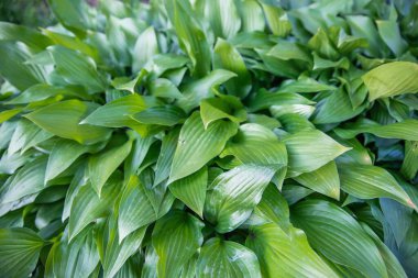 Yeşilli yeşil hosta yapraklarının yakın çekimi yoğun bir doğal desen oluşturuyor. Dekoratif bahçe bitkisi ve desenli yapraklar. Arkaplan, eko temaları ve botanik tasarımı için ideal.