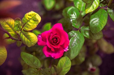 Bahçede yeşil ve sarı yaprakların arasında açan parlak pembe bir gülün yakın çekimi. Zarif doğal güzellik, romantik, çiçekli ve botanik temalar için ideal..