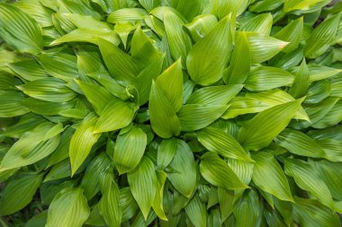 Yeşilli yeşil hosta yapraklarının yakın çekimi yoğun bir doğal desen oluşturuyor. Dekoratif bahçe bitkisi ve desenli yapraklar. Arkaplan, eko temaları ve botanik tasarımı için ideal.