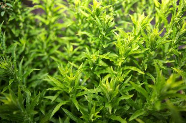 Bahçe toprağında yetişen yemyeşil bitkilerin yakın çekimi, muhtemelen tarhun ya da pelin otu. Organik tarım, bitkiler, doğal tıp ve mutfak malzemeleri teması için ideal..