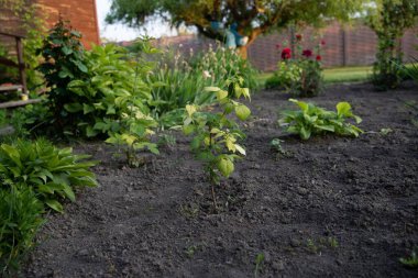 Genç ahududu bitkisi taze yeşil yapraklarla bir çimenliğin yanında açık bahçe toprağında büyüyor. Meyve yetiştirmenin ilk aşaması, tarım, bahçıvanlık ve eko yaşam temaları için mükemmeldir..