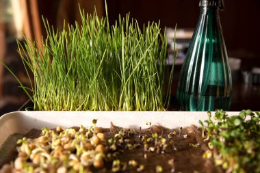 Yakınlarda yeşil bir sprey şişesi olan tepsilerde büyüyen taze mikro yeşilliklerin yakın çekimi. Evde bahçıvanlık, sağlıklı beslenme, sürdürülebilir yaşam ve kentsel tarım kavramı.