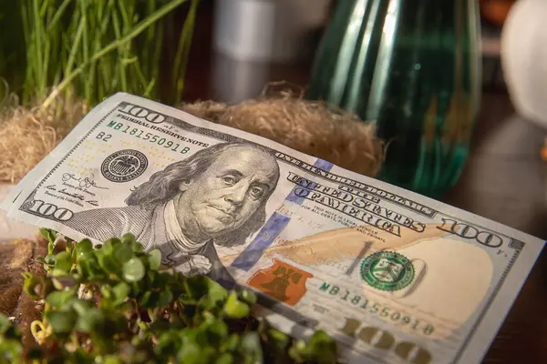 Topraktaki yeşil çimlerin arasına yerleştirilmiş 100 dolarlık banknotun yakın çekimi. Yaratıcı finansal yatırım kavramı, para büyümesi, zenginlik, pasif gelir ve eko ekonomi temaları.