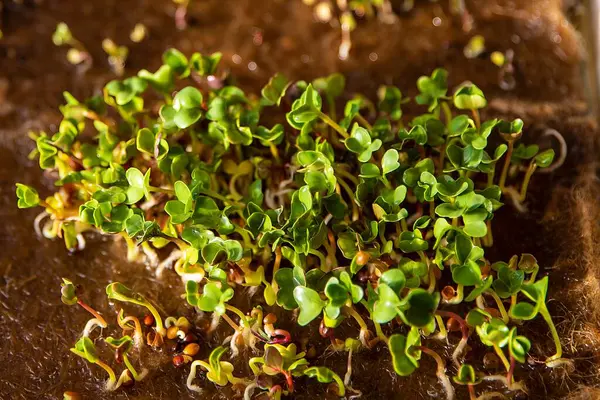 Hindistan cevizi lifli hasırda yetişen nohut filizlerinin yakın çekimi. Mikro yeşillik kavramı, sağlıklı beslenme, eko çiftçilik ve ev bahçe işleri..