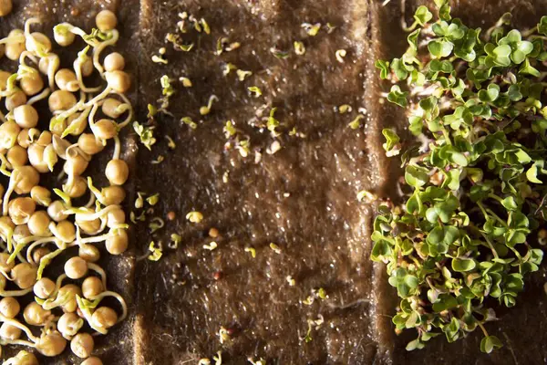 Hindistan cevizi lifli hasırda yetişen nohut filizlerinin yakın çekimi. Mikro yeşillik kavramı, sağlıklı beslenme, eko çiftçilik ve ev bahçe işleri..