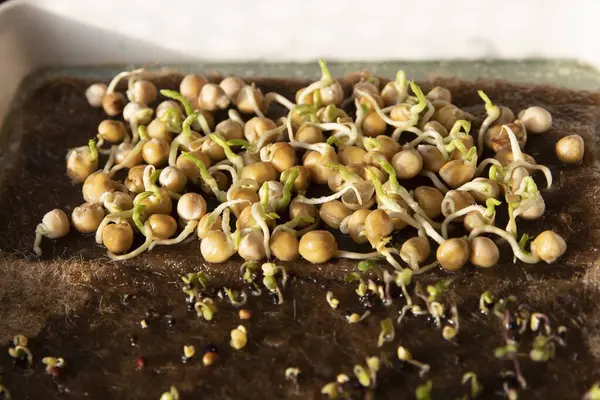 Hindistan cevizi lifli hasırda yetişen nohut filizlerinin yakın çekimi. Mikro yeşillik kavramı, sağlıklı beslenme, eko çiftçilik ve ev bahçe işleri..