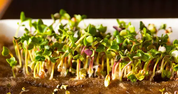 Hindistan cevizi lifli hasırda yetişen nohut filizlerinin yakın çekimi. Mikro yeşillik kavramı, sağlıklı beslenme, eko çiftçilik ve ev bahçe işleri..