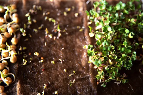 Hindistan cevizi lifli hasırda yetişen nohut filizlerinin yakın çekimi. Mikro yeşillik kavramı, sağlıklı beslenme, eko çiftçilik ve ev bahçe işleri..