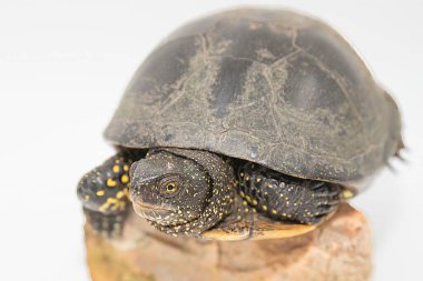 Bir kayanın üzerinde oturan bir Avrupa gölet kaplumbağasının (Emys orbicularis) yakın çekimi. Beyaz arkaplanda izole edilmiş, kabuk ve deri dokusunun ayrıntılı görünümü.