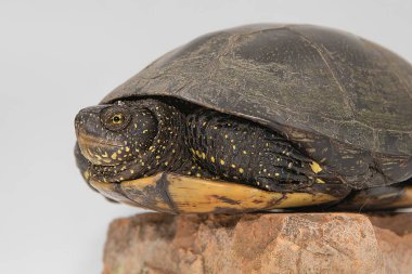 Bir kayanın üzerinde oturan bir Avrupa gölet kaplumbağasının (Emys orbicularis) yakın çekimi. Beyaz arkaplanda izole edilmiş, kabuk ve deri dokusunun ayrıntılı görünümü.