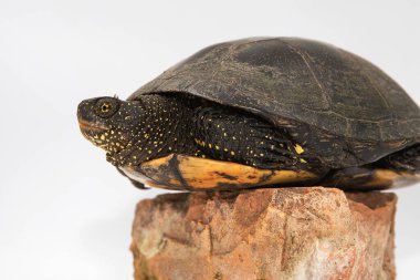 Bir kayanın üzerinde oturan bir Avrupa gölet kaplumbağasının (Emys orbicularis) yakın çekimi. Beyaz arkaplanda izole edilmiş, kabuk ve deri dokusunun ayrıntılı görünümü.