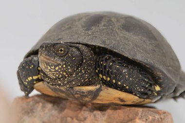 Bir kayanın üzerinde oturan bir Avrupa gölet kaplumbağasının (Emys orbicularis) yakın çekimi. Beyaz arkaplanda izole edilmiş, kabuk ve deri dokusunun ayrıntılı görünümü.