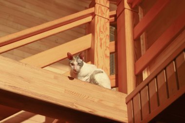Eşsiz kıvırcık paltolu bir Cornish Rex kedisi kapalı ahşap bir balkonda oturuyor. Sıcak güneş ışığı, modern ahşap iç mekanı ve kedinin tuhaf ifadesini ön plana çıkarıyor..