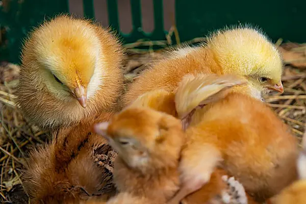 Çok sayıda tüylü, sarı ve kahverengi yavru yavrunun yakın plan görüntüsü yumurtadan çıkan bir konteynırda toplanmış. Sıcak, canlı renkler yumuşak tüylerini ve tuhaf ifadelerini vurgular..