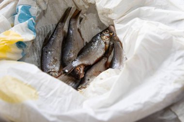 Yakalandıktan sonra plastik bir torbada yatan taze nehir balığı. Çiğ doğal gıda konsepti, balıkçılık, yemek pişirme ve kırsal yaşam konuları için mükemmel..