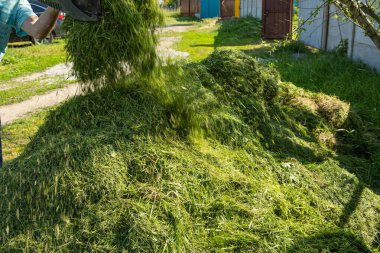 Adam gübrelemek ya da gübrelemek için taze kesilmiş yeşil çimenleri yığının içine atıyor. Kırsal bir arka bahçede çevre dostu bahçe bakımı. Doğal organik geri dönüşüm.